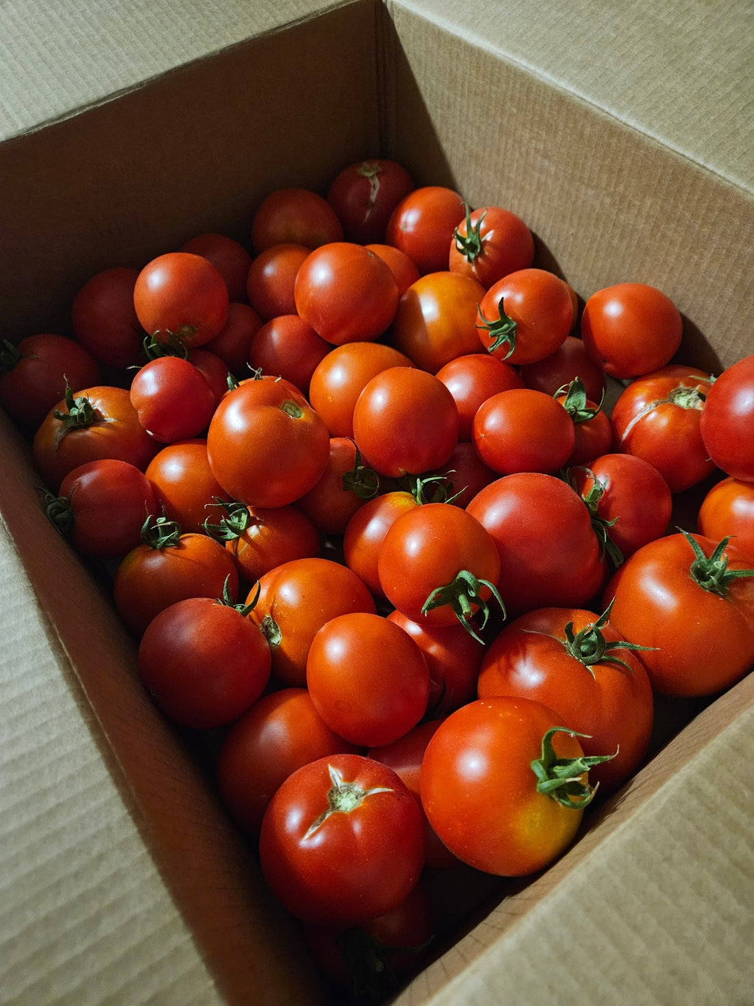 TOMATO SOAP COMING SOON!!